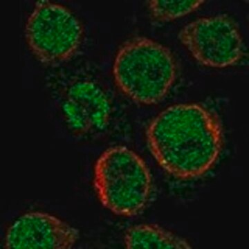 Anti-MS4A14 antibody produced in rabbit Prestige Antibodies&#174; Powered by Atlas Antibodies, affinity isolated antibody, buffered aqueous glycerol solution