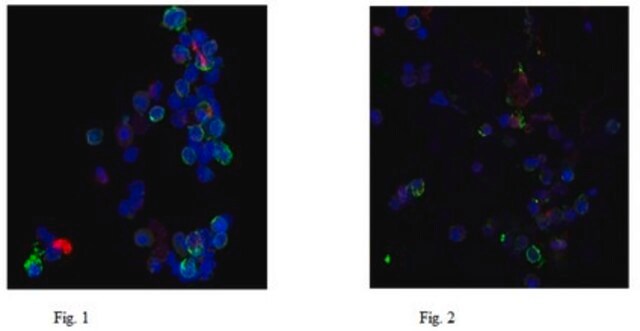 Anticorpo anti-elastasi neutrofila, clone AHN-10 clone AHN-10, from mouse