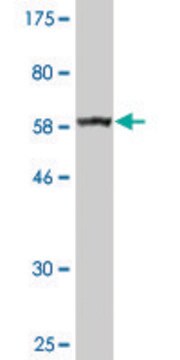 Monoclonal Anti-BDH1 antibody produced in mouse clone 4B3, ascites fluid