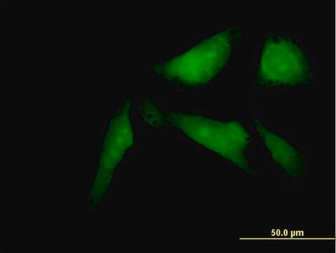 Anti-SSX2IP antibody produced in mouse purified immunoglobulin, buffered aqueous solution