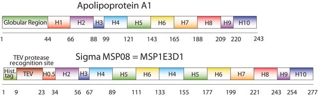 Membrane Scaffold Protein 1E3D1 recombinant, expressed in E. coli, buffered aqueous solution