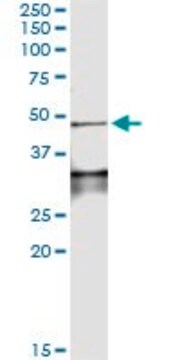 Monoclonal Anti-LEFTY1 antibody produced in mouse clone 4D7, purified immunoglobulin, buffered aqueous solution