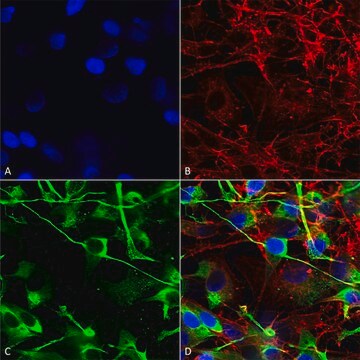 Monoclonal Anti-Sur2A - Percp antibody produced in mouse clone S319A-14, purified immunoglobulin