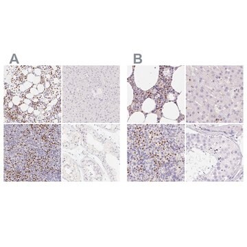 抗PADI4抗体 ウサギ宿主抗体 Prestige Antibodies&#174; Powered by Atlas Antibodies, affinity isolated antibody, buffered aqueous glycerol solution