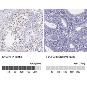 Anti-SYCP3 antibody produced in rabbit Prestige Antibodies&#174; Powered by Atlas Antibodies, affinity isolated antibody, buffered aqueous glycerol solution