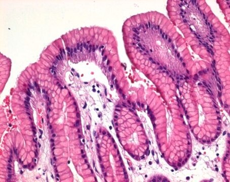 Hämatoxylin-Lösung modifiziert nach Gill II for microscopy