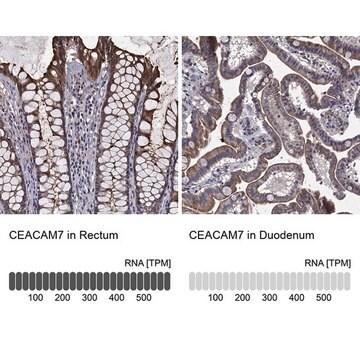 Anti-CEACAM7 antibody produced in rabbit Prestige Antibodies&#174; Powered by Atlas Antibodies, affinity isolated antibody, buffered aqueous glycerol solution