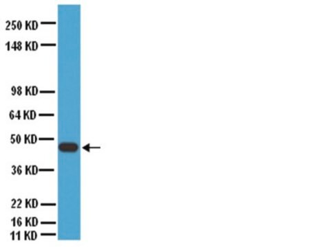 Anti-Connexin 40 Antibody Chemicon&#174;, from rabbit