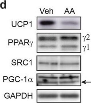 抗UCP-1 ウサギ宿主抗体 affinity isolated antibody, buffered aqueous solution