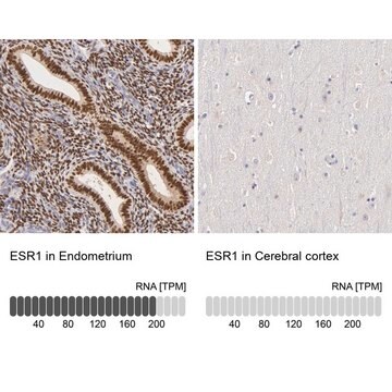 Anti-ESR1 antibody produced in rabbit Ab2, Prestige Antibodies&#174; Powered by Atlas Antibodies, affinity isolated antibody, buffered aqueous glycerol solution