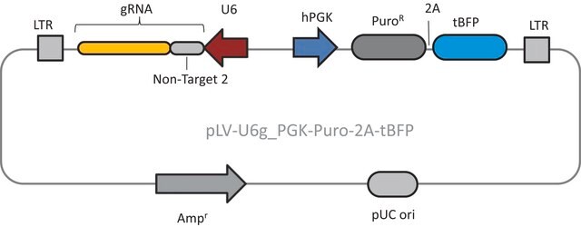 Lenti CRISPR Universal Non-Target Control#2 Transduction Particles (LV04 vector)