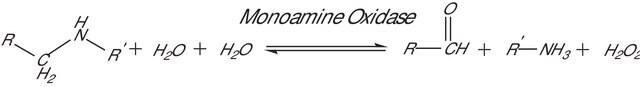 单胺氧化酶B 人 recombinant, expressed in baculovirus infected BTI insect cells