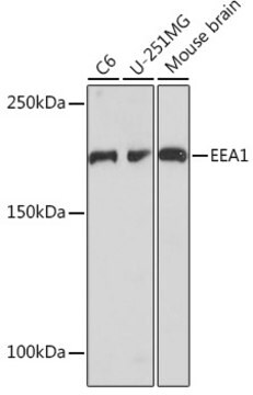 Anti-EEA1 Antibody, clone 8S10A7, Rabbit Monoclonal