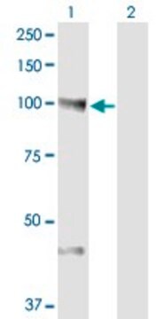 Monoclonal Anti-NEDD9 antibody produced in mouse clone 1B4, ascites fluid