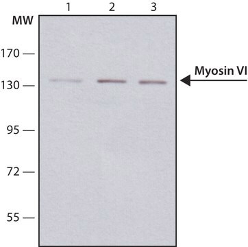 モノクロナール抗ミオシンVI マウス宿主抗体 ~1&#160;mg/mL, clone MUD-19, purified from hybridoma cell culture