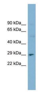 Anti-DNASE1 (N-terminal) antibody produced in rabbit affinity isolated antibody