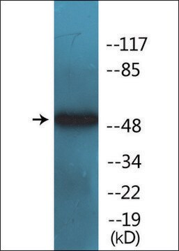 Anti-phospho-Tryptophan Hydroxylase (pSer260) antibody produced in rabbit affinity isolated antibody