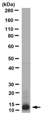 Anticorps anti-neurophysine&nbsp;1, clone&nbsp;PS&nbsp;38 clone PS 38, from mouse