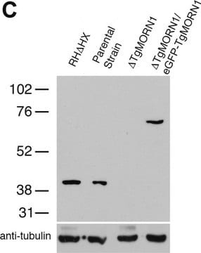 Anti-&#945;-Tubulin-Antikörper, monoklonaler Antikörper der Maus clone B-5-1-2, purified from hybridoma cell culture