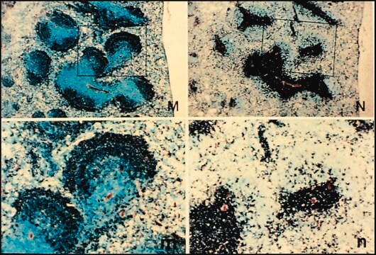 Anti-Mouse IgM (&#956;-chain specific)–Biotin antibody produced in goat affinity isolated antibody, buffered aqueous solution