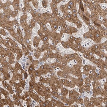 Anti-GABBR1 antibody produced in rabbit Prestige Antibodies&#174; Powered by Atlas Antibodies, affinity isolated antibody, buffered aqueous glycerol solution