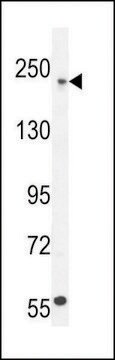 ANTI-COL5A1(N-TERMINAL) antibody produced in rabbit affinity isolated antibody, buffered aqueous solution