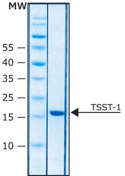 毒素性ショック症候群毒素-1 Staphylococcus aureus由来