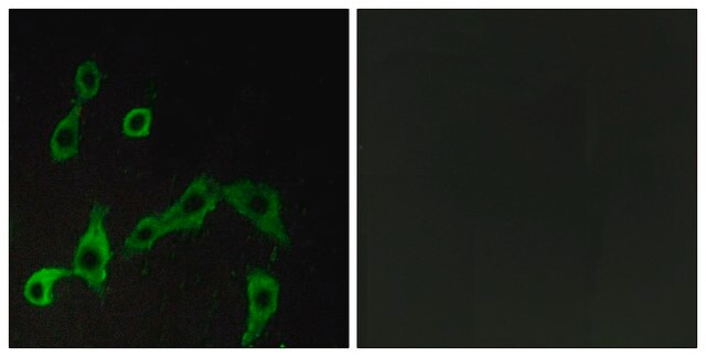 Anti-ADRA2A antibody produced in rabbit affinity isolated antibody