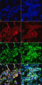 Monoclonal Anti-Methylglyoxal-Allophycocyanin antibody produced in mouse clone 9E7