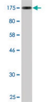 Monoclonal Anti-ZKSCAN5 antibody produced in mouse clone 1A7, purified immunoglobulin, buffered aqueous solution