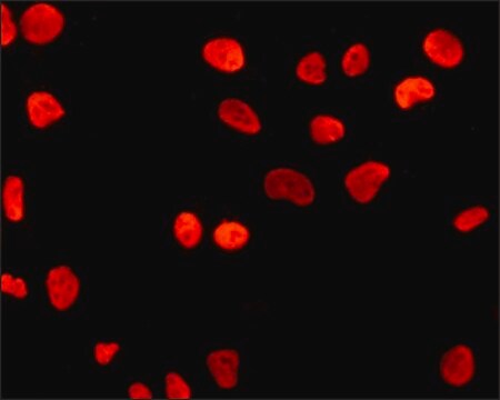 Monoclonal Anti-POU5F1 (Oct4) antibody produced in mouse ~1.0&#160;mg/mL, clone PF-29, purified immunoglobulin, buffered aqueous solution