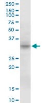 抗MPST抗体 マウス宿主抗体 purified immunoglobulin, buffered aqueous solution