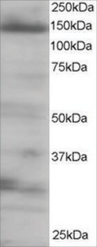 Anti-4E-T/EIF4ENIF1 antibody produced in goat affinity isolated antibody, buffered aqueous solution