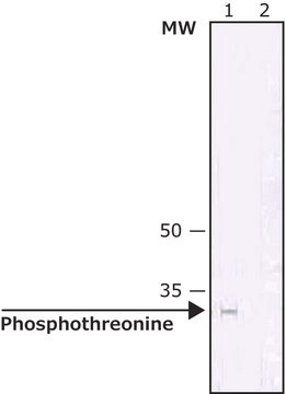 モノクローナル抗ホスホスレオニン抗体 マウス宿主抗体 clone PTR-8, purified from hybridoma cell culture