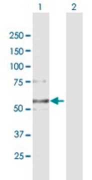 Anti-COL6A2 antibody produced in mouse purified immunoglobulin, buffered aqueous solution