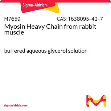 Myosin Heavy Chain from rabbit muscle buffered aqueous glycerol solution