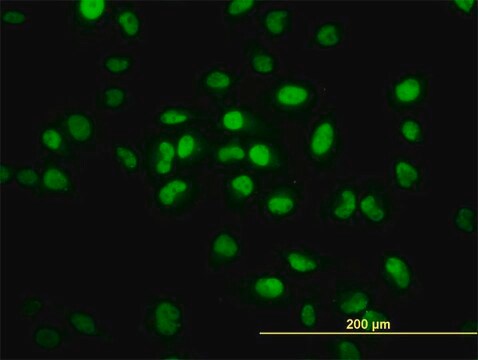 Monoclonal Anti-TCF7L2 antibody produced in mouse clone 3D7, purified immunoglobulin, buffered aqueous solution