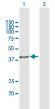 Anti-ASNA1 antibody produced in mouse purified immunoglobulin, buffered aqueous solution