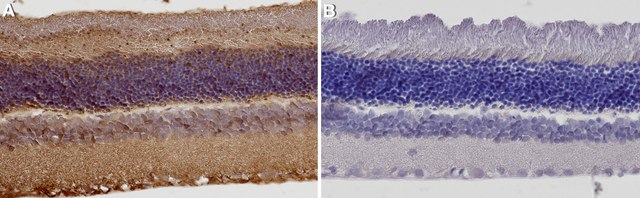 Anticuerpo anti-arrestina de cono retiniano Chemicon&#174;, from rabbit