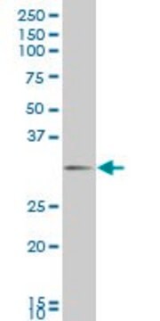 Monoclonal Anti-DLX1 antibody produced in mouse clone 1B2, purified immunoglobulin, buffered aqueous solution