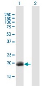 Anti-DPPA3 antibody produced in mouse purified immunoglobulin