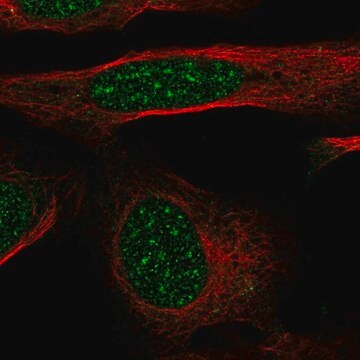 抗GTF2H4抗体 ウサギ宿主抗体 Prestige Antibodies&#174; Powered by Atlas Antibodies, affinity isolated antibody