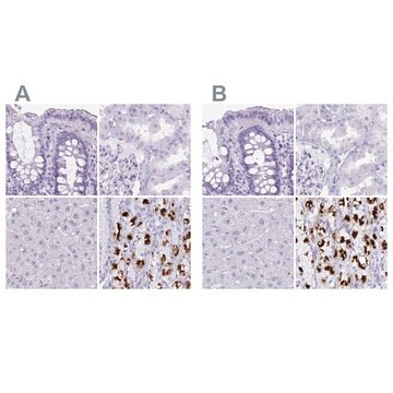 Anti-ATP4B antibody produced in rabbit Prestige Antibodies&#174; Powered by Atlas Antibodies, affinity isolated antibody, buffered aqueous glycerol solution