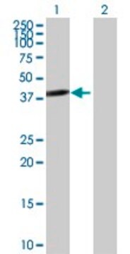 Anti-TWF2 antibody produced in mouse purified immunoglobulin, buffered aqueous solution