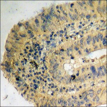 Anti-phospho-KIF20A (pSer528) antibody produced in rabbit affinity isolated antibody