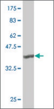 ANTI-TLR4 antibody produced in mouse clone 4B10, purified immunoglobulin, buffered aqueous solution