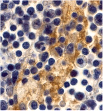 Anti-DC-SIGN antibody produced in rabbit affinity isolated antibody