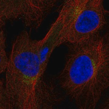 Anti-Itfg1 Antibody Produced In Rabbit Prestige Antibodies&#174; Powered by Atlas Antibodies, affinity isolated antibody, buffered aqueous glycerol solution