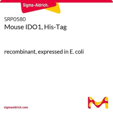 Mysz IDO1, His-Tag recombinant, expressed in E. coli