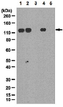 Anti-phospho-SRPK2 (Ser494) Antibody from rabbit, purified by affinity chromatography